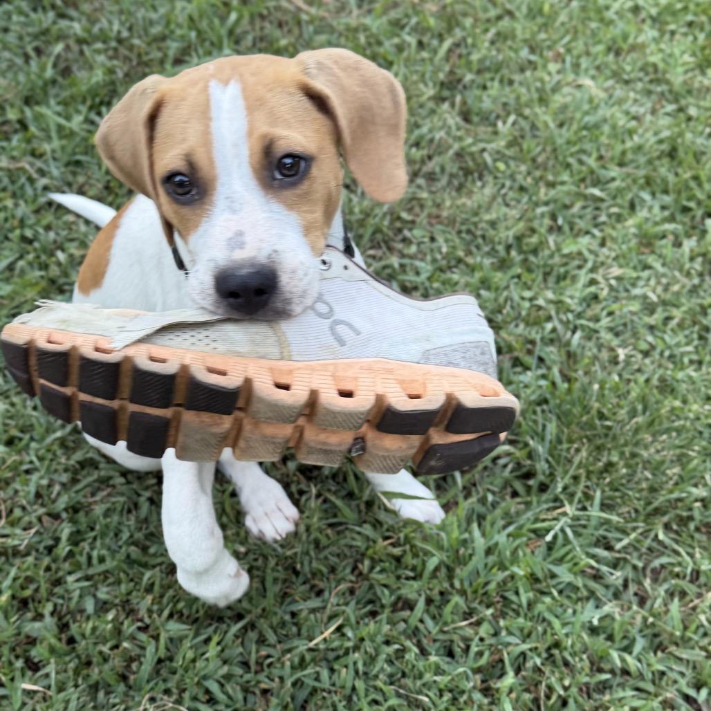 Enlarge Forrest, a Adoptable mixed breed in Pinson, TN image 4/6