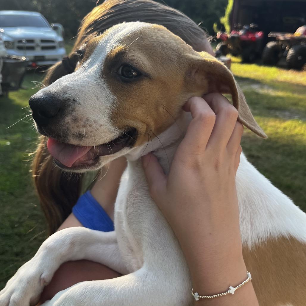 Enlarge Forrest, a Adoptable mixed breed in Pinson, TN image 5/6