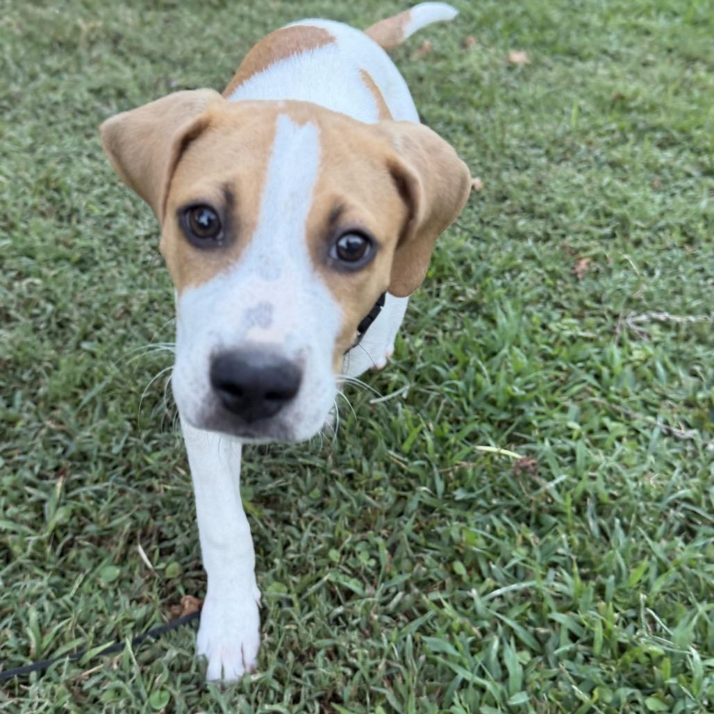Enlarge Forrest, a Adoptable mixed breed in Pinson, TN image 6/6
