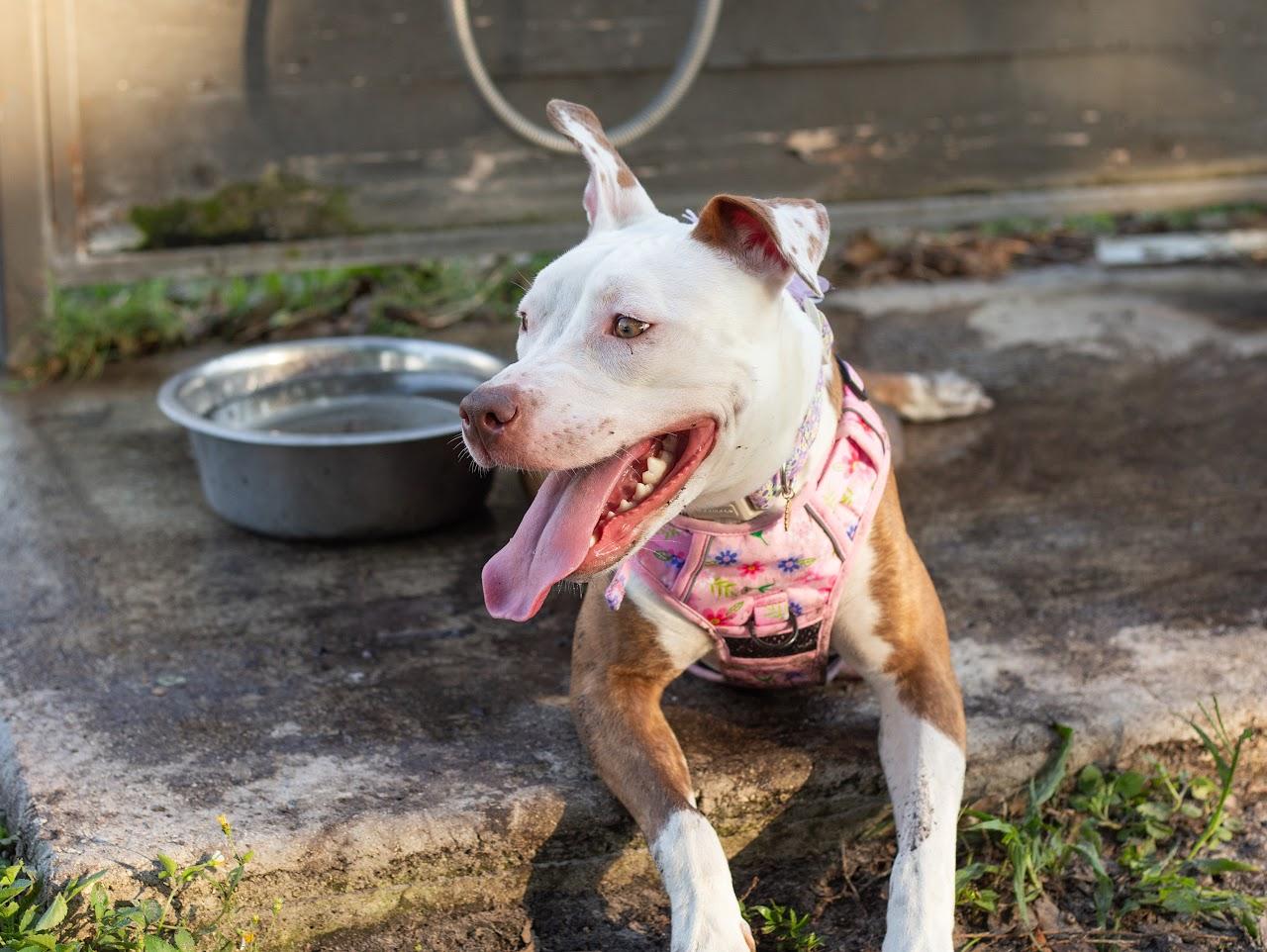 Marlo, ADOPTABLE, Puppy Male Pit Bull Terrier.