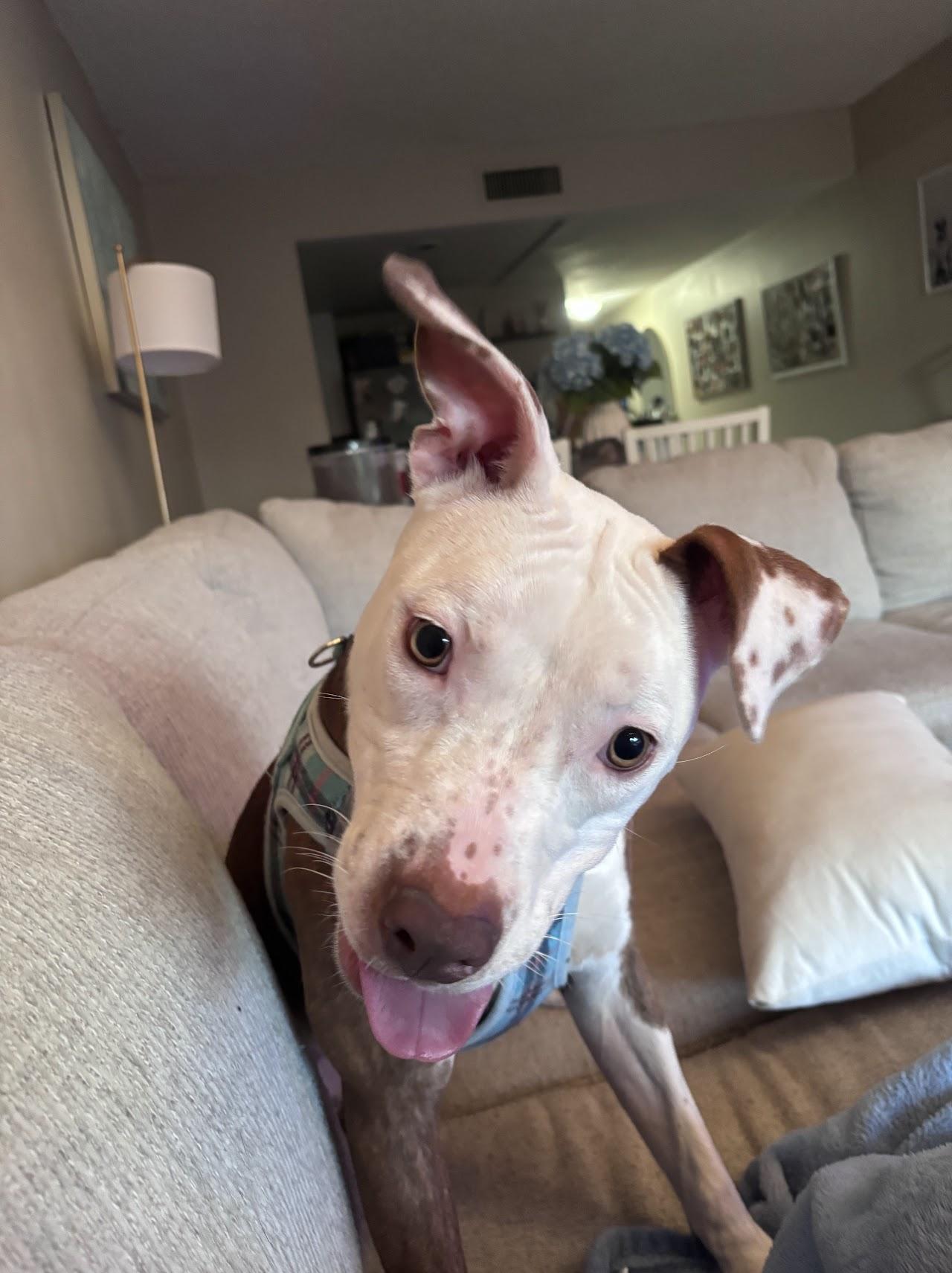 Enlarge Marlo, a ADOPTABLE mixed breed in tampa, FL image 4/6