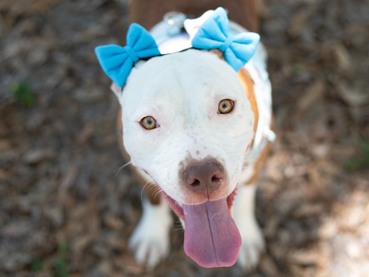 Enlarge Marlo, a ADOPTABLE mixed breed in tampa, FL image 6/6