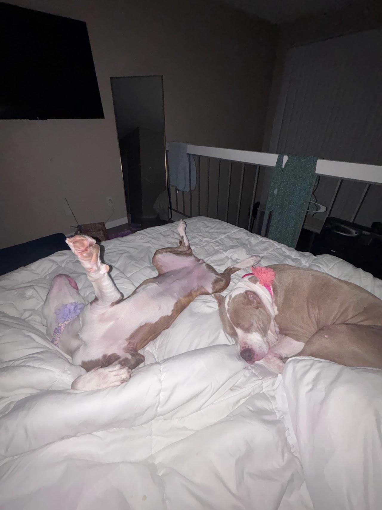 Enlarge Marlo, a ADOPTABLE mixed breed in tampa, FL image 2/6