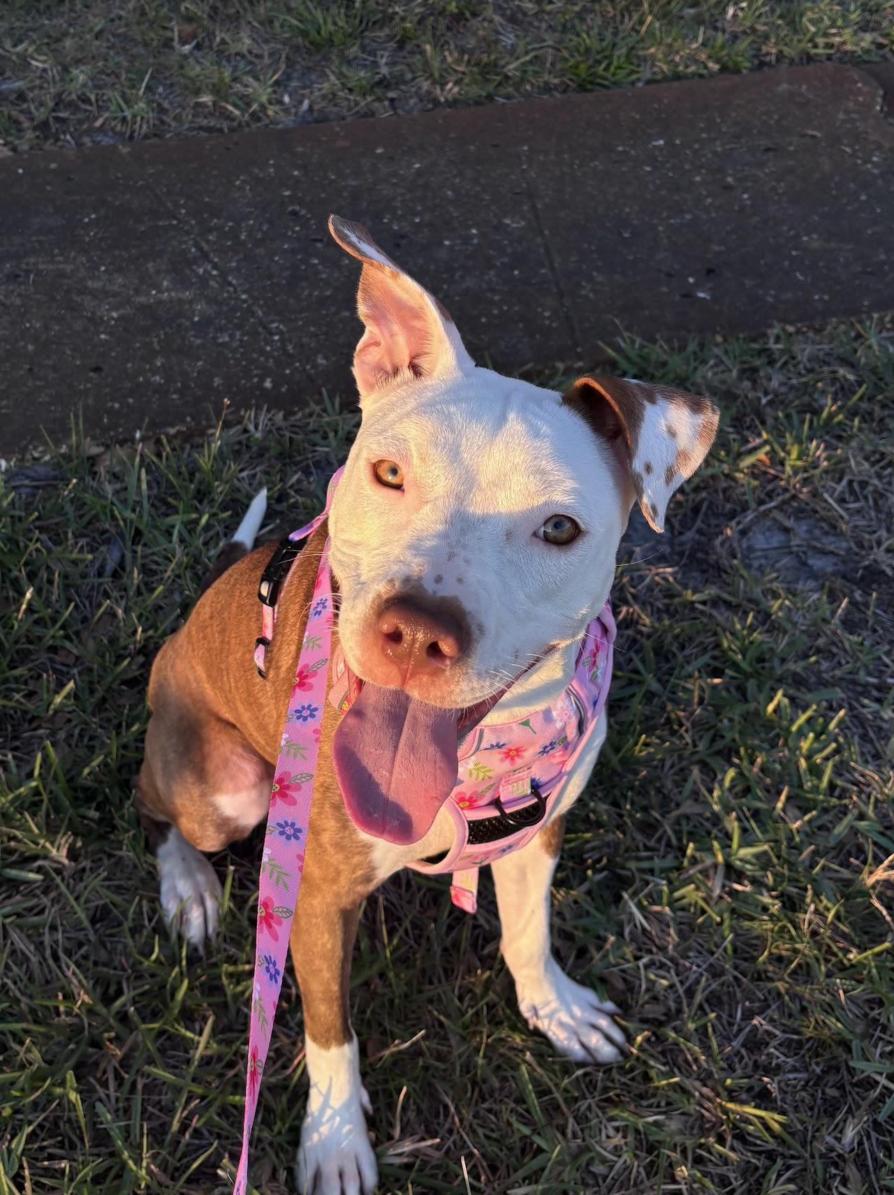 Enlarge Marlo, a ADOPTABLE mixed breed in tampa, FL image 5/6