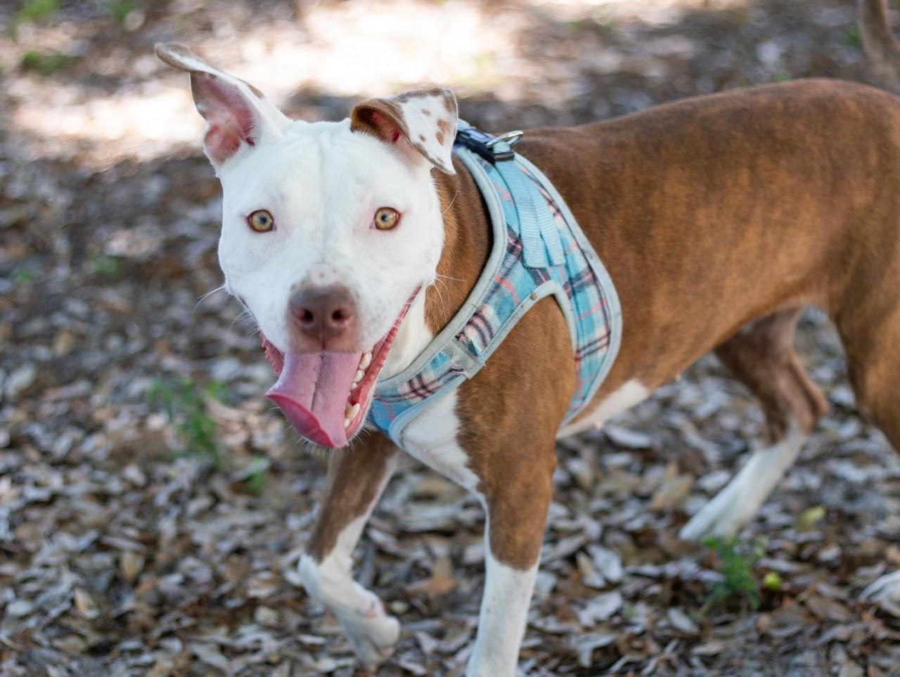 Enlarge Marlo, a ADOPTABLE mixed breed in tampa, FL image 3/6