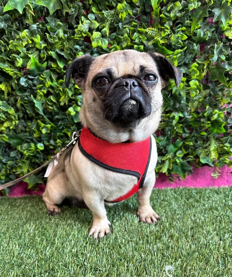 Mini, an adopted Pug Mix in Gilroy, CA_image-1