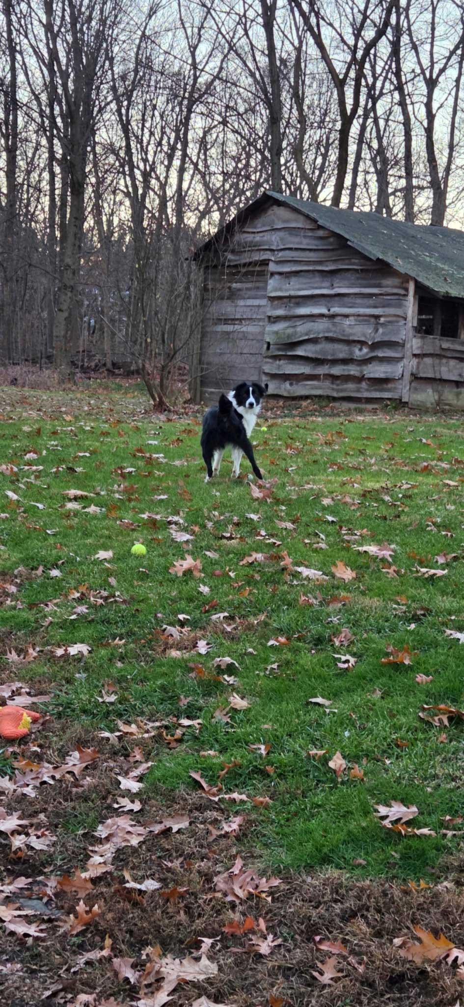 Enlarge Griffin, a ADOPTABLE Australian Shepherd in Howell, NJ image 3/5