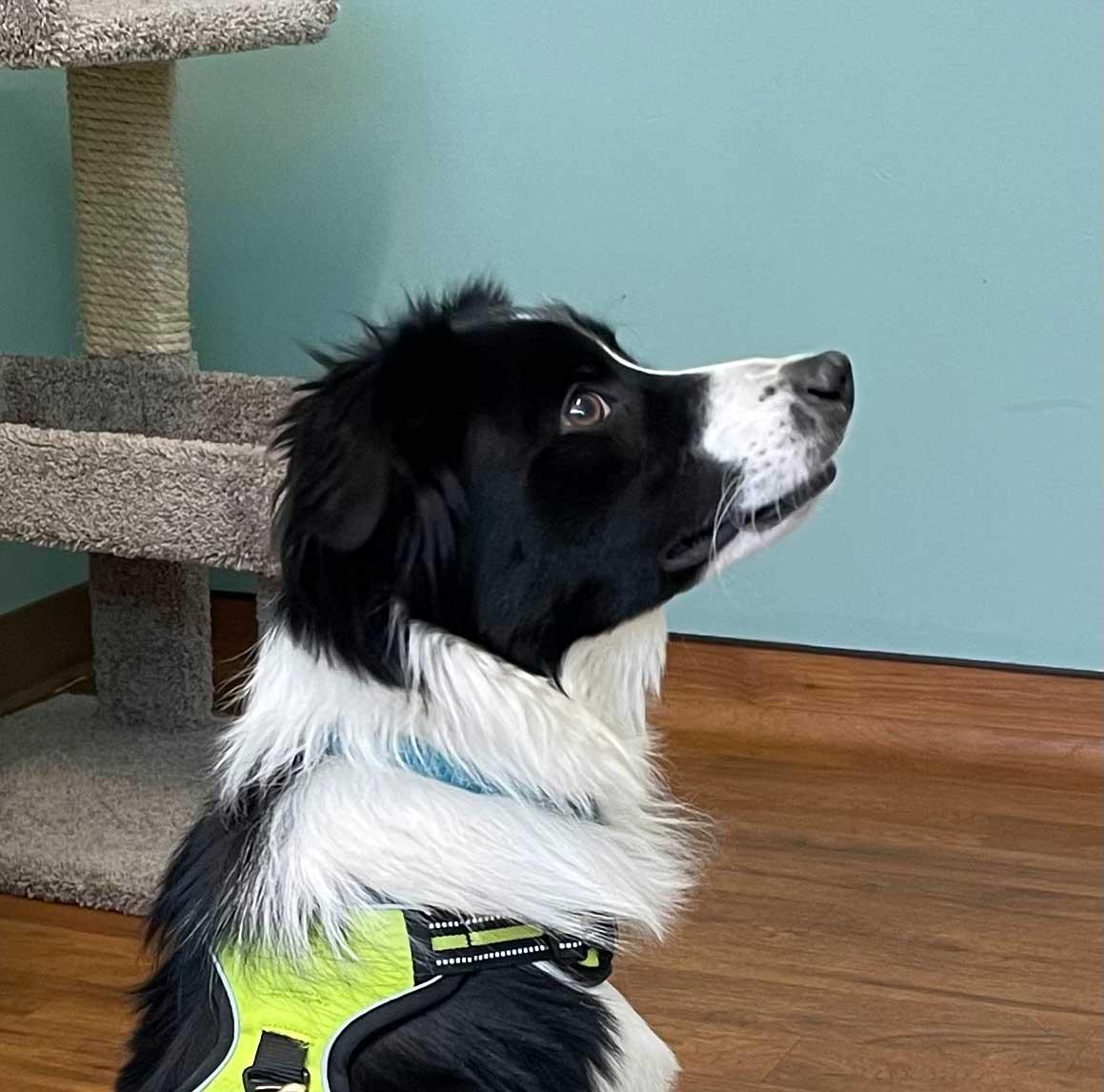 Enlarge Griffin, a ADOPTABLE Australian Shepherd in Howell, NJ image 4/5