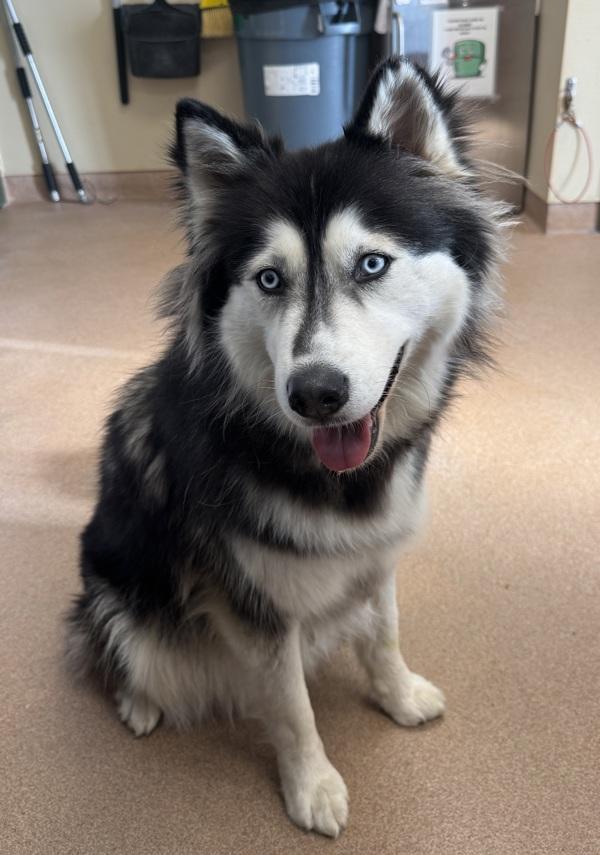 Loba, Adoptable, Adult Female Siberian Husky.