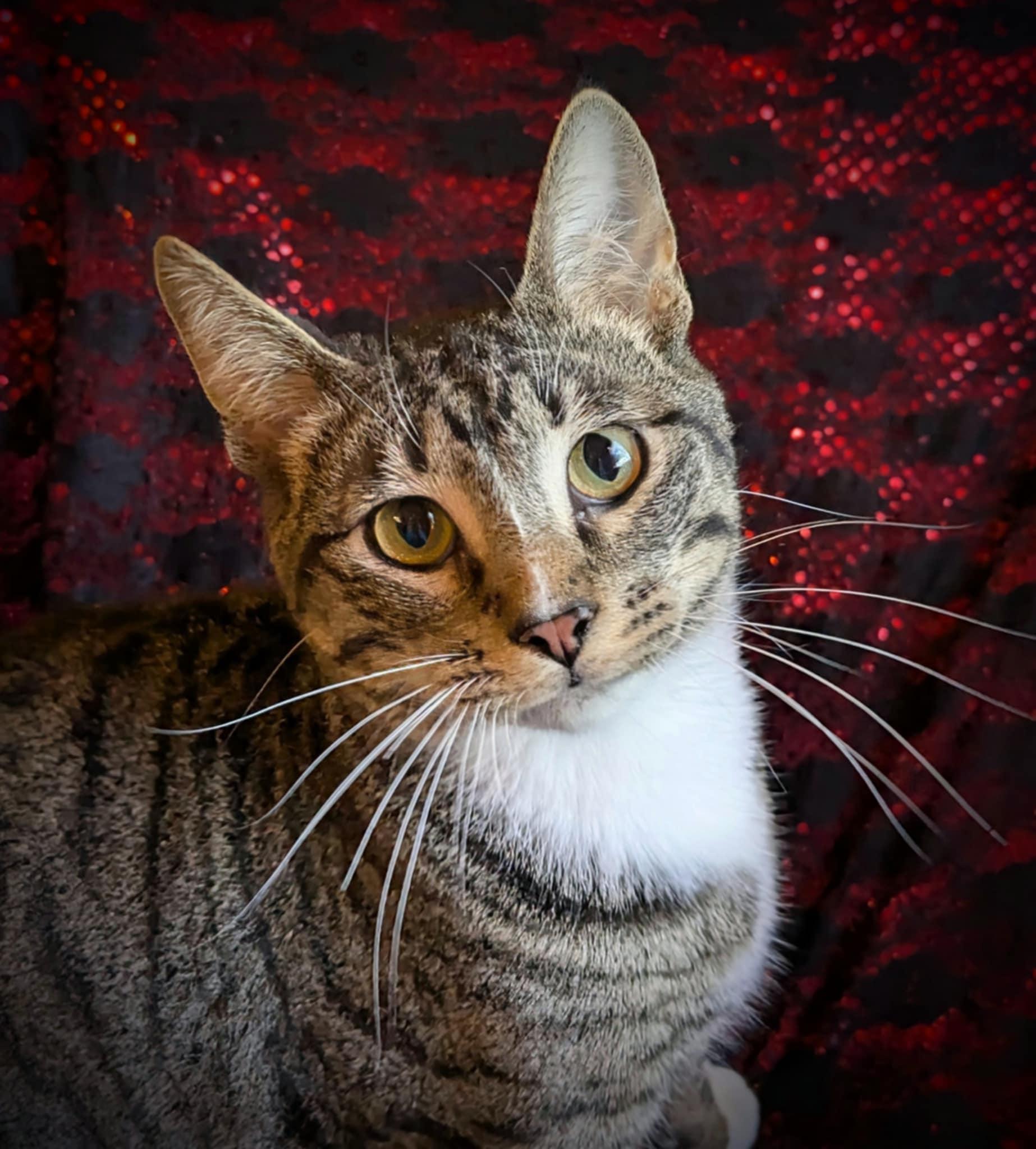 Pauly, Adoptable, Young Male Domestic Short Hair.
