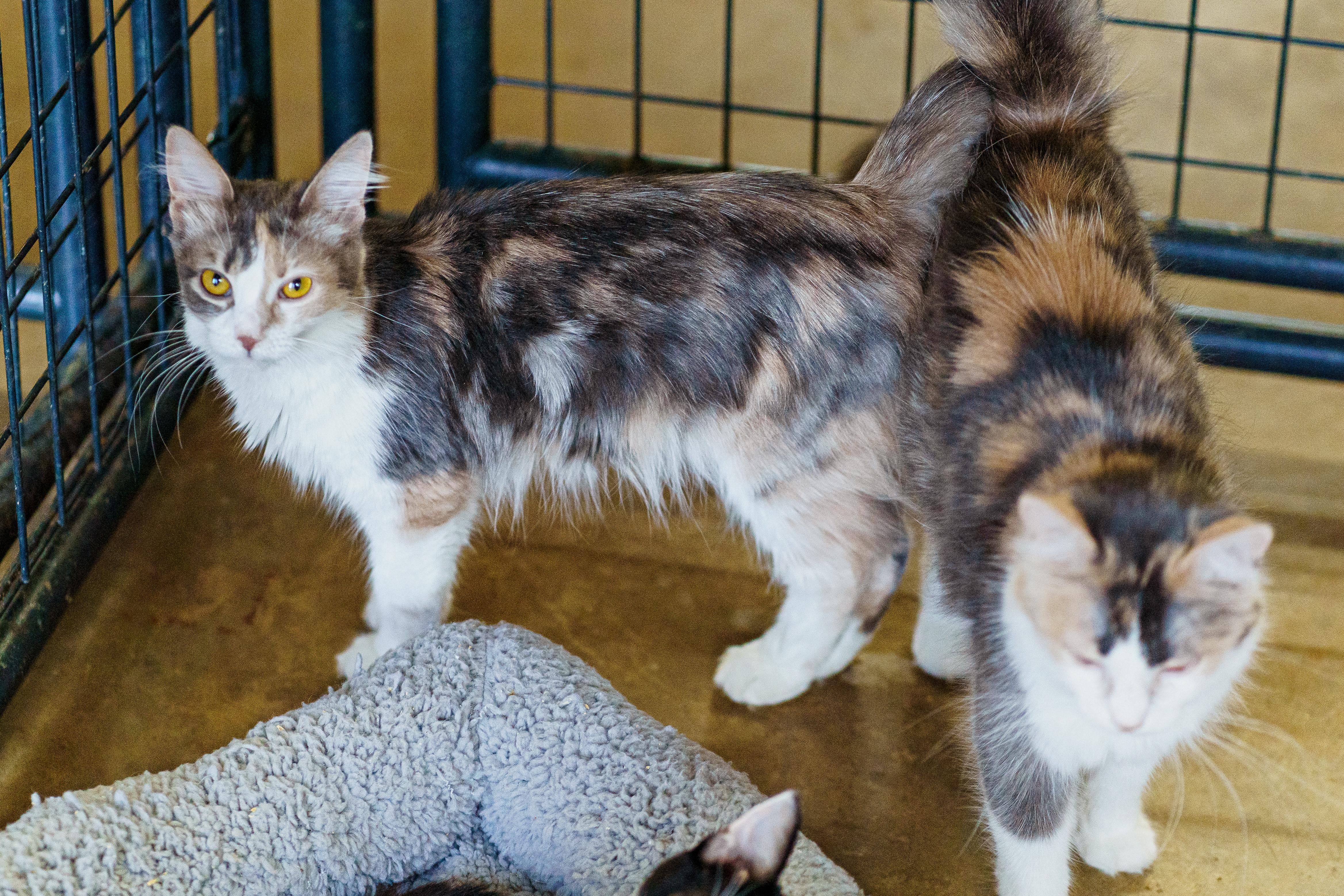 Dolly, an adoptable Domestic Medium Hair in Marble Falls, TX, 78654 | Photo Image 5