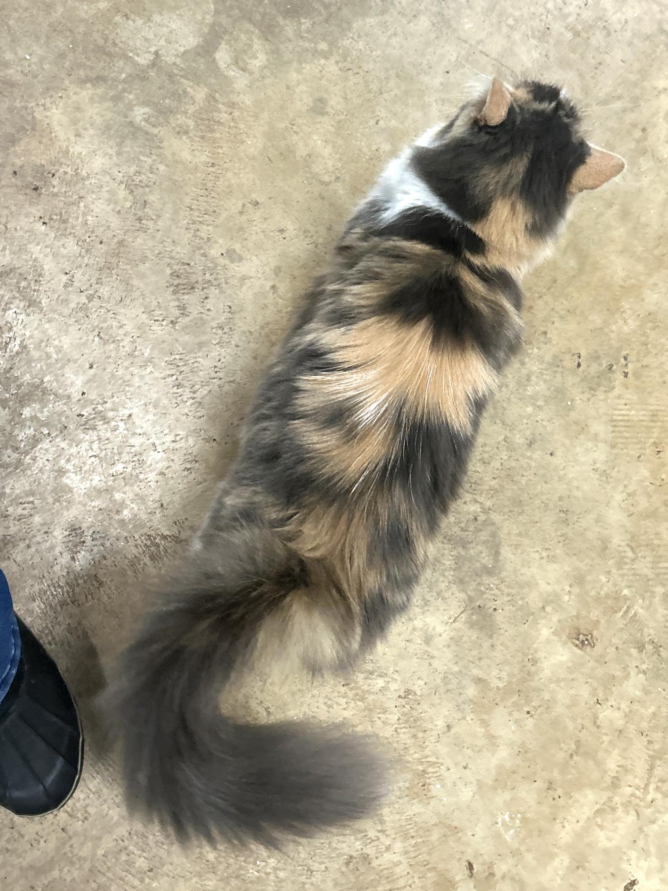 Dolly, a Adoptable Calico in Marble Falls, TX image 4/4