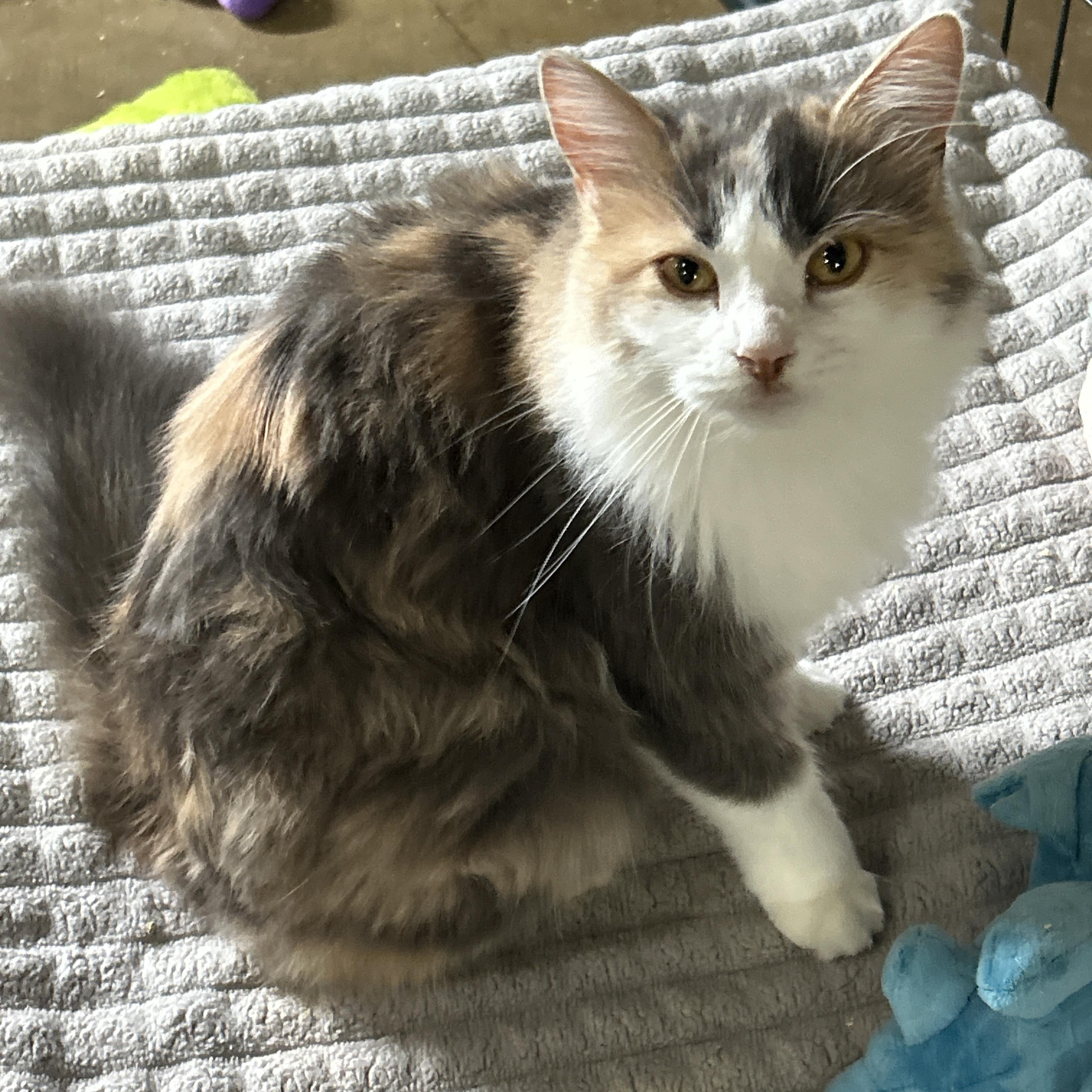Dolly, a Adoptable Calico in Marble Falls, TX image 2/4