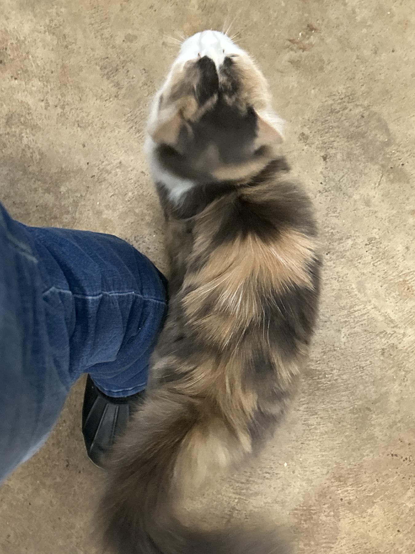 Dolly, a Adoptable Calico in Marble Falls, TX image 3/4