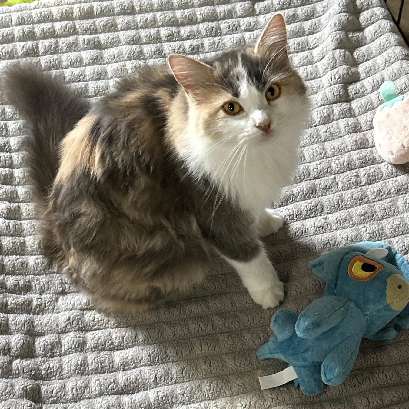 Dolly, a Adoptable Calico in Marble Falls, TX image 1/4
