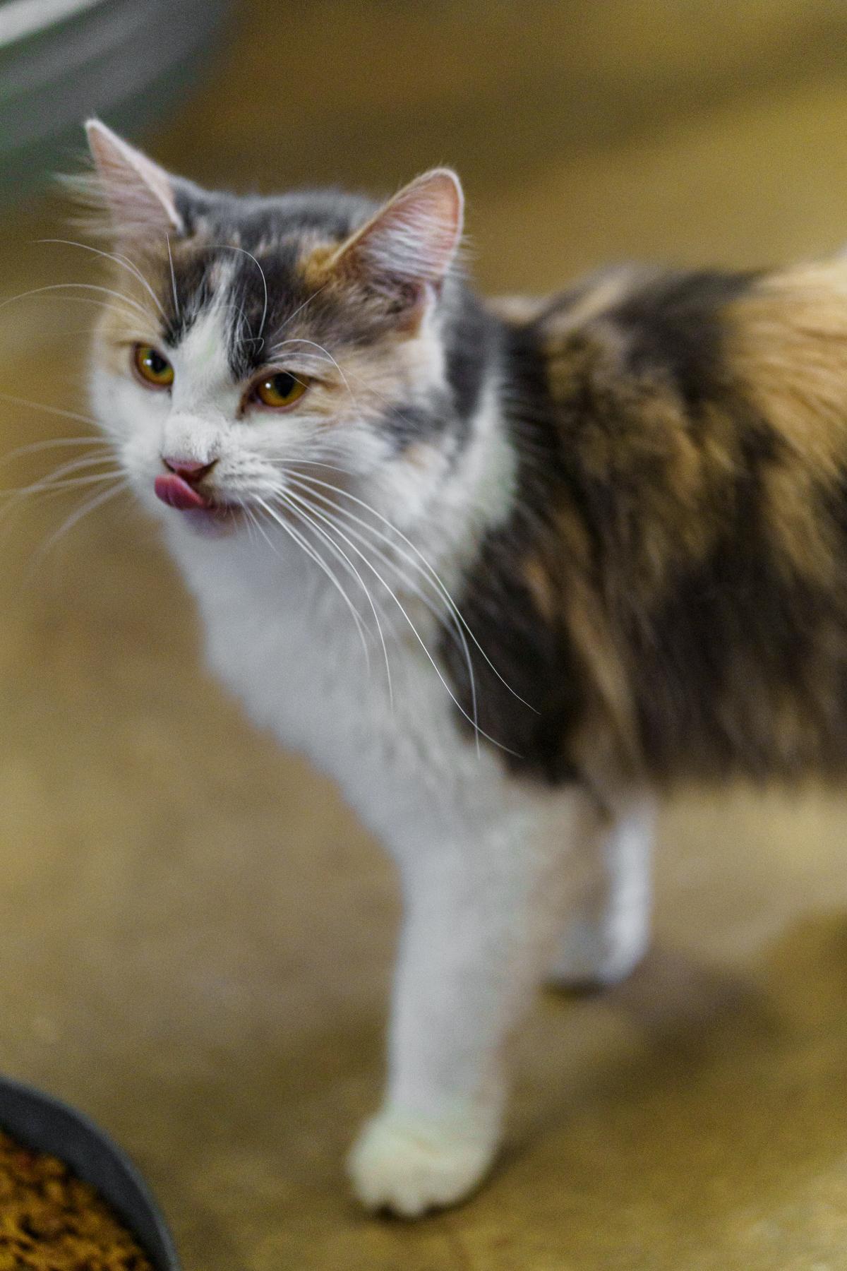 Enlarge Dolly, a Adoptable Calico in Marble Falls, TX image 4/4