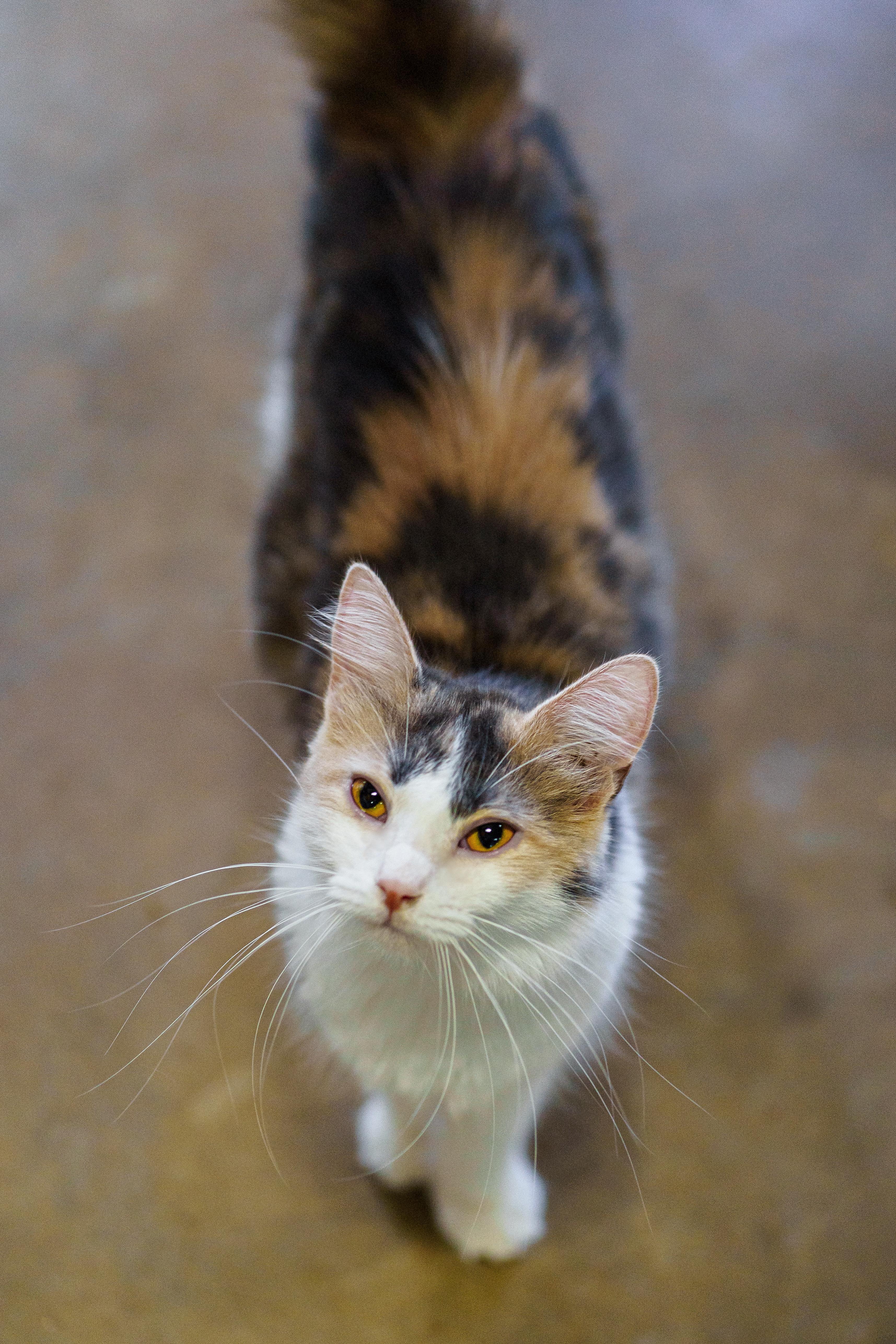 Dolly, an adoptable Domestic Medium Hair in Marble Falls, TX, 78654 | Photo Image 6