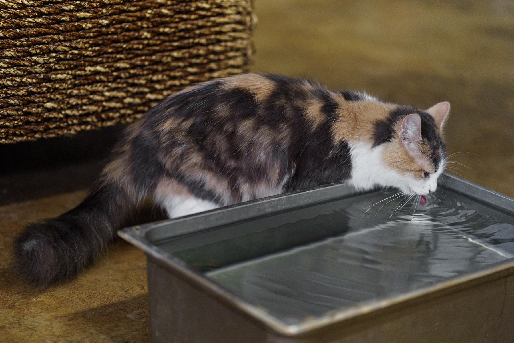 Dolly and Debbie (sisters), an adoptable Calico in Marble Falls, TX, 78654 | Photo Image 3