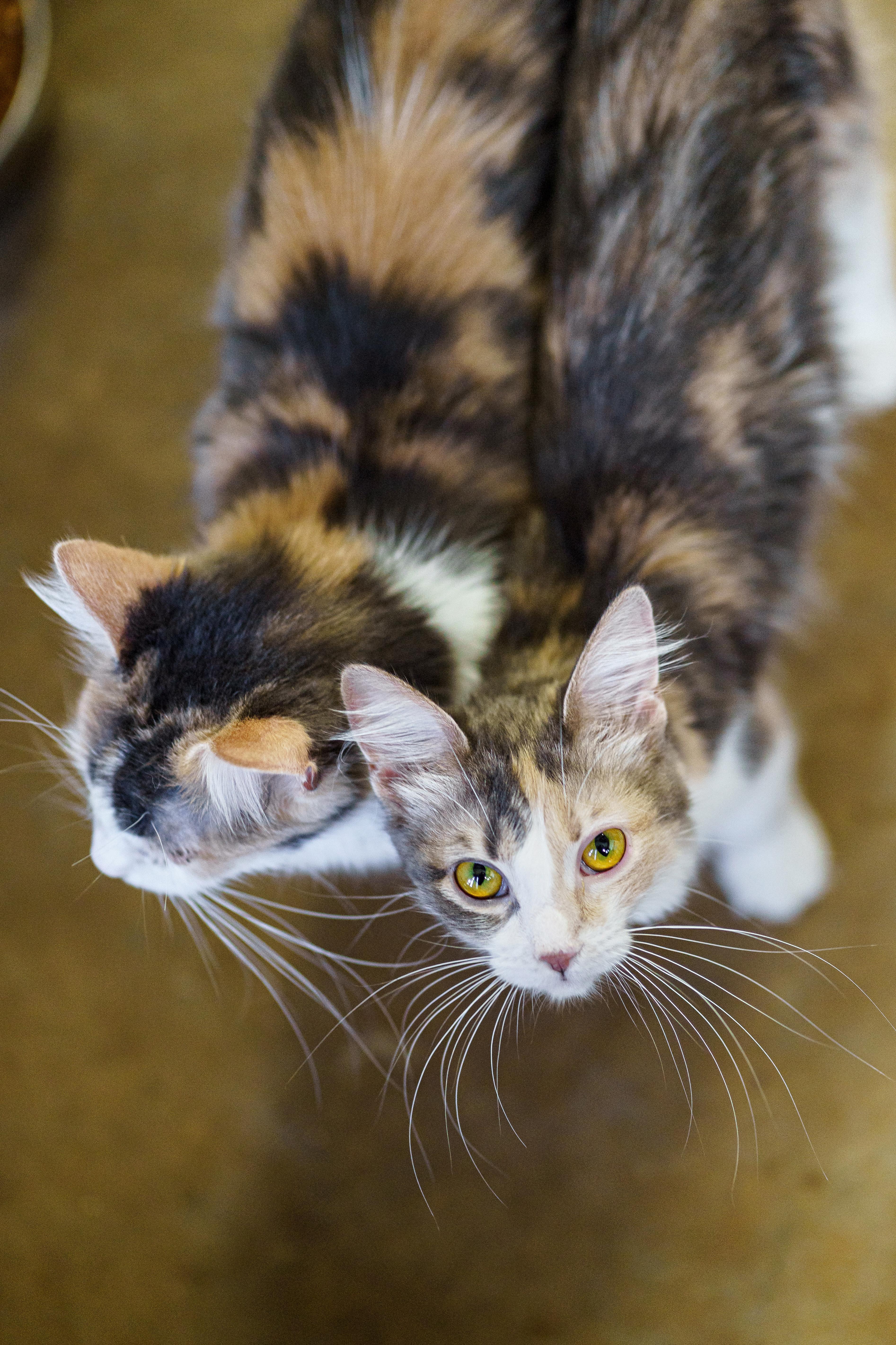 Dolly, an adoptable Domestic Medium Hair in Marble Falls, TX, 78654 | Photo Image 2
