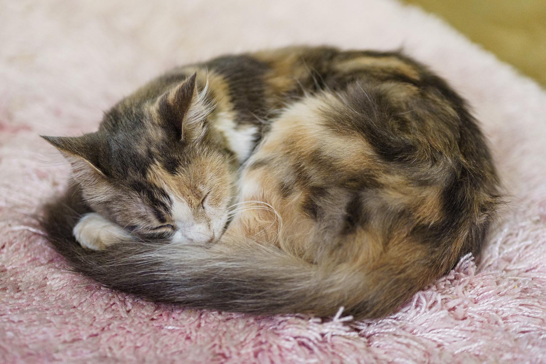 Dolly, Adoptable, Young Female Calico.