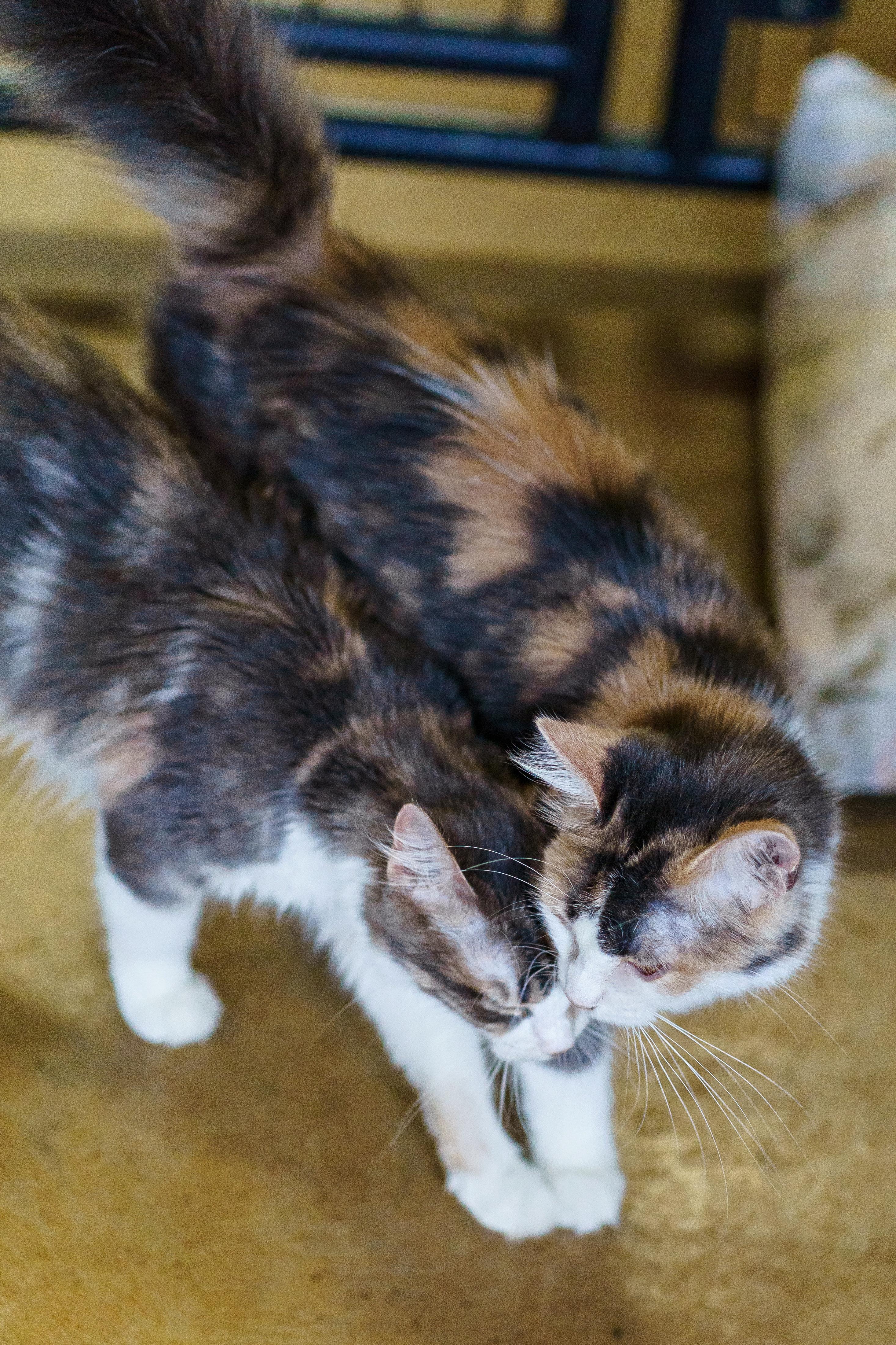 Dolly, an adoptable Domestic Medium Hair in Marble Falls, TX, 78654 | Photo Image 3