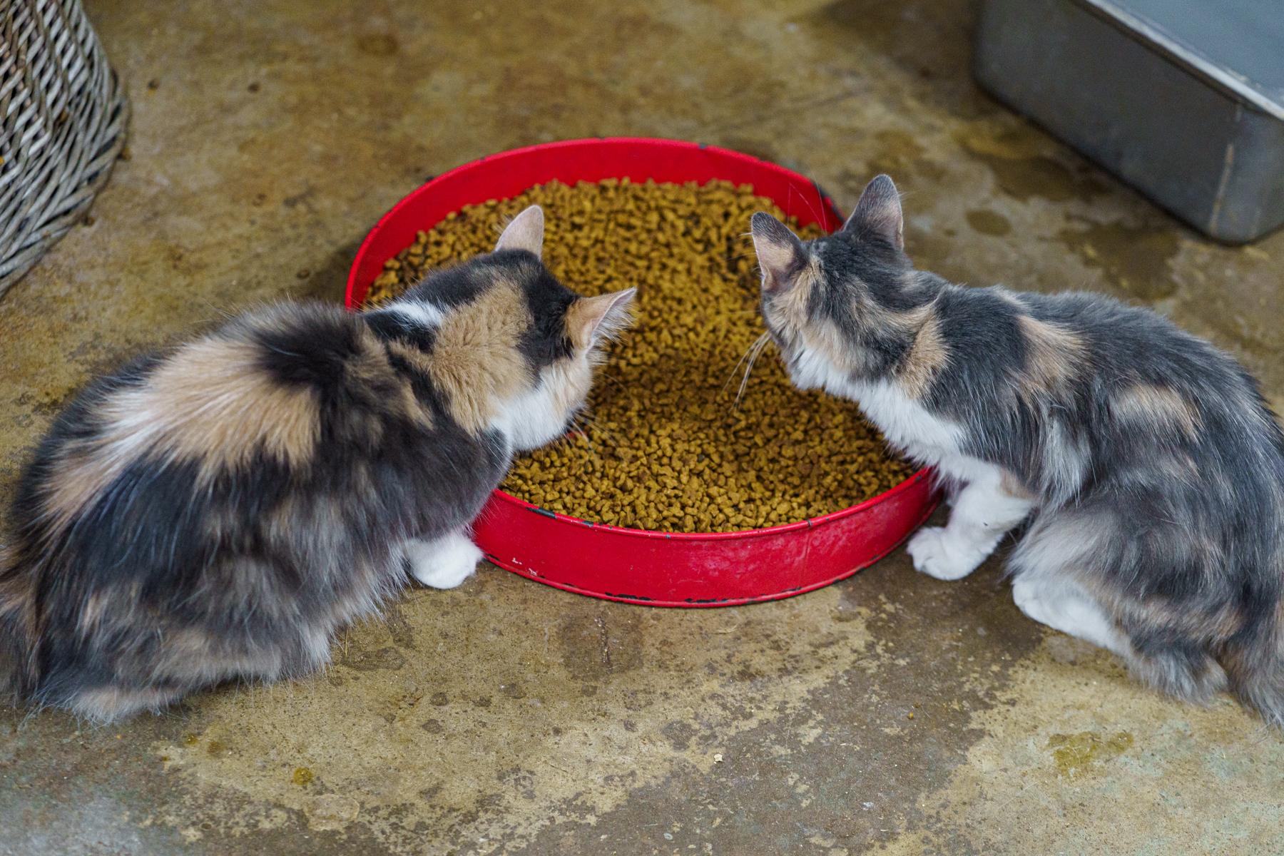 Dolly and Debbie (sisters), an adoptable Calico in Marble Falls, TX, 78654 | Photo Image 5