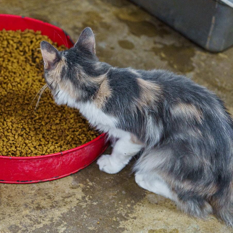 Enlarge Dolly, a Adoptable Calico in Marble Falls, TX image 3/4