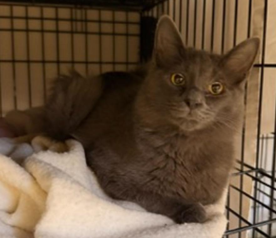 Enlarge COLIN, a Adopted mixed breed in Muskegon, MI image 1/3