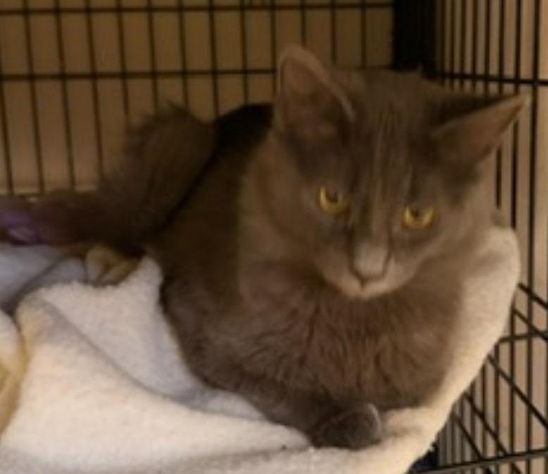 Enlarge COLIN, a Adopted mixed breed in Muskegon, MI image 2/3