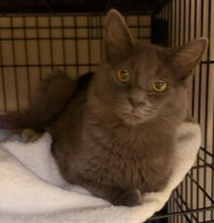 Enlarge COLIN, a Adopted mixed breed in Muskegon, MI image 3/3