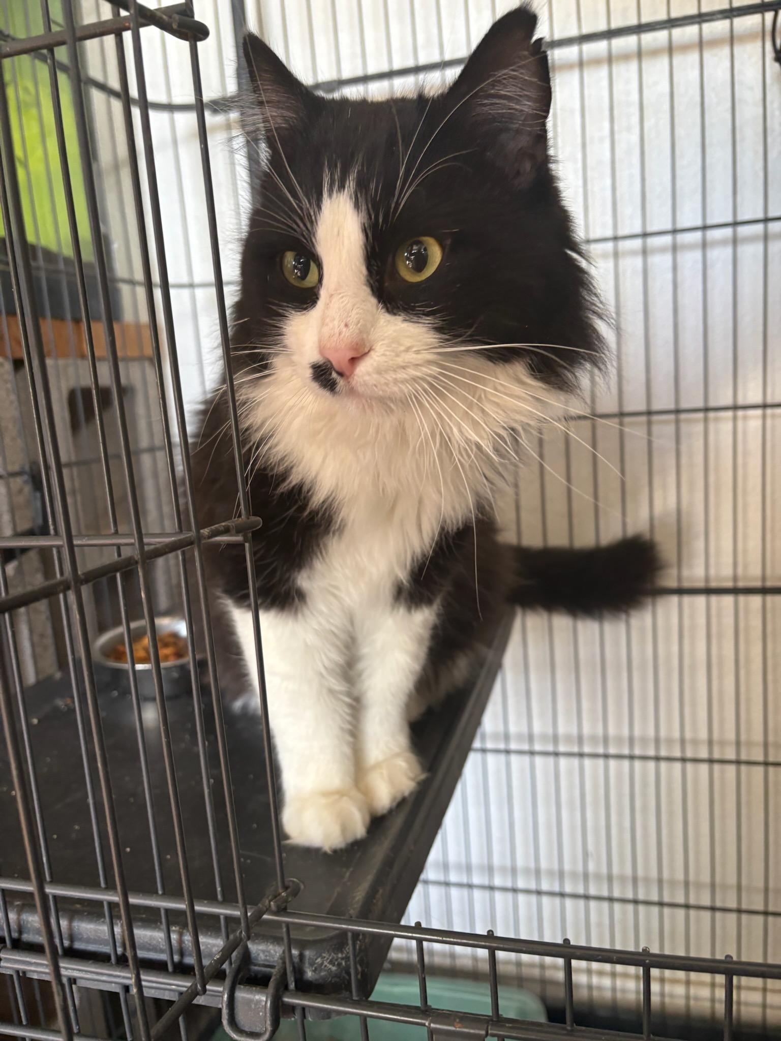 Enlarge Milkshake, an adopted Domestic Medium Hair in Deming, NM image 1/1