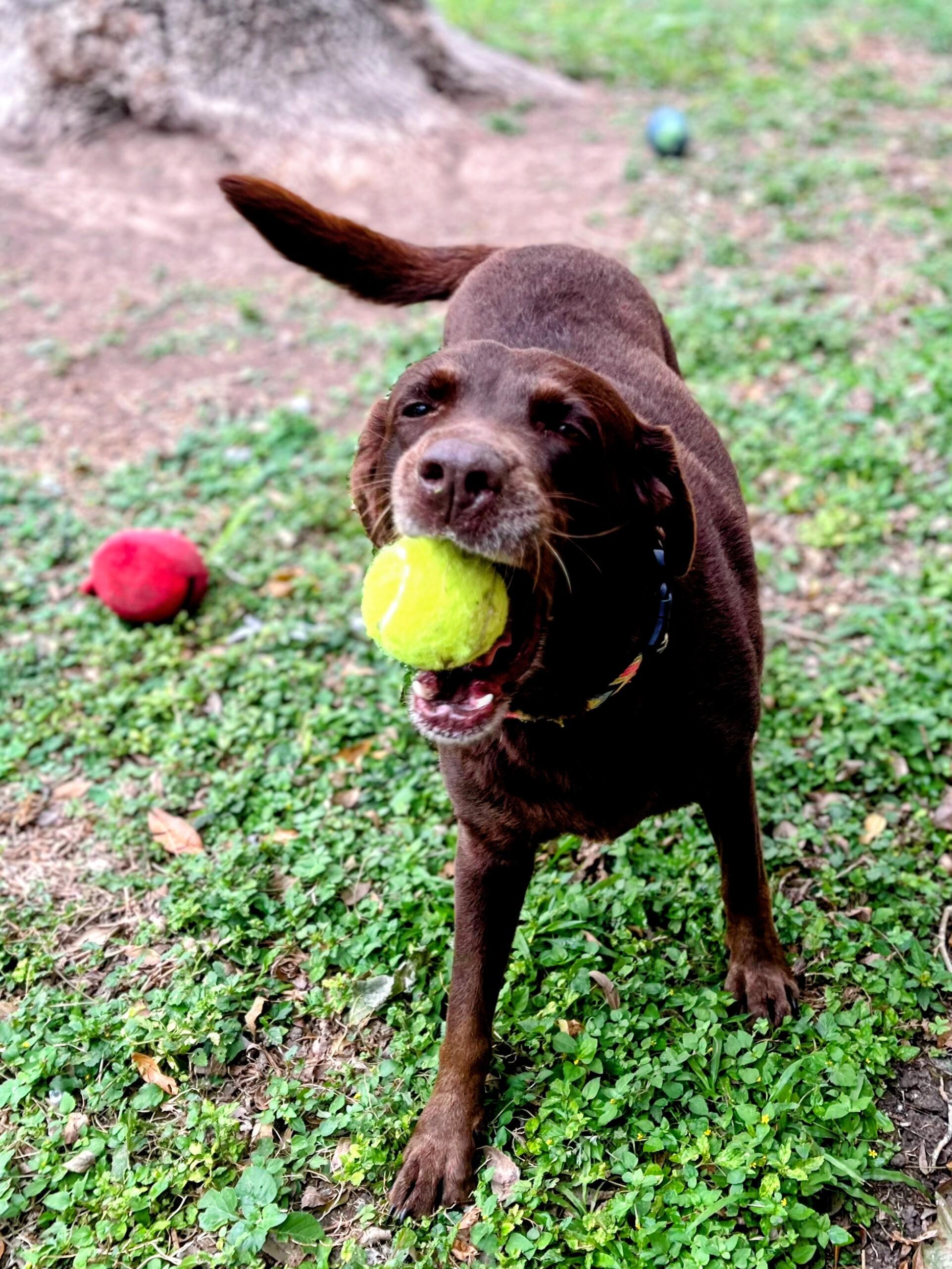 Sedona - In CT, adopted, Adult Female Chocolate Labrador Retriever.