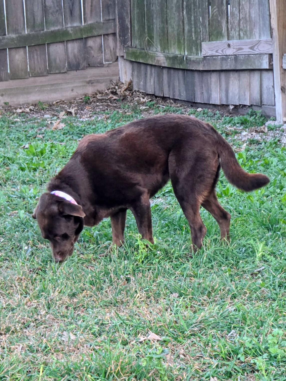 Enlarge Sedona - In CT, an adopted Chocolate Labrador Retriever in Willington, CT image 6/6