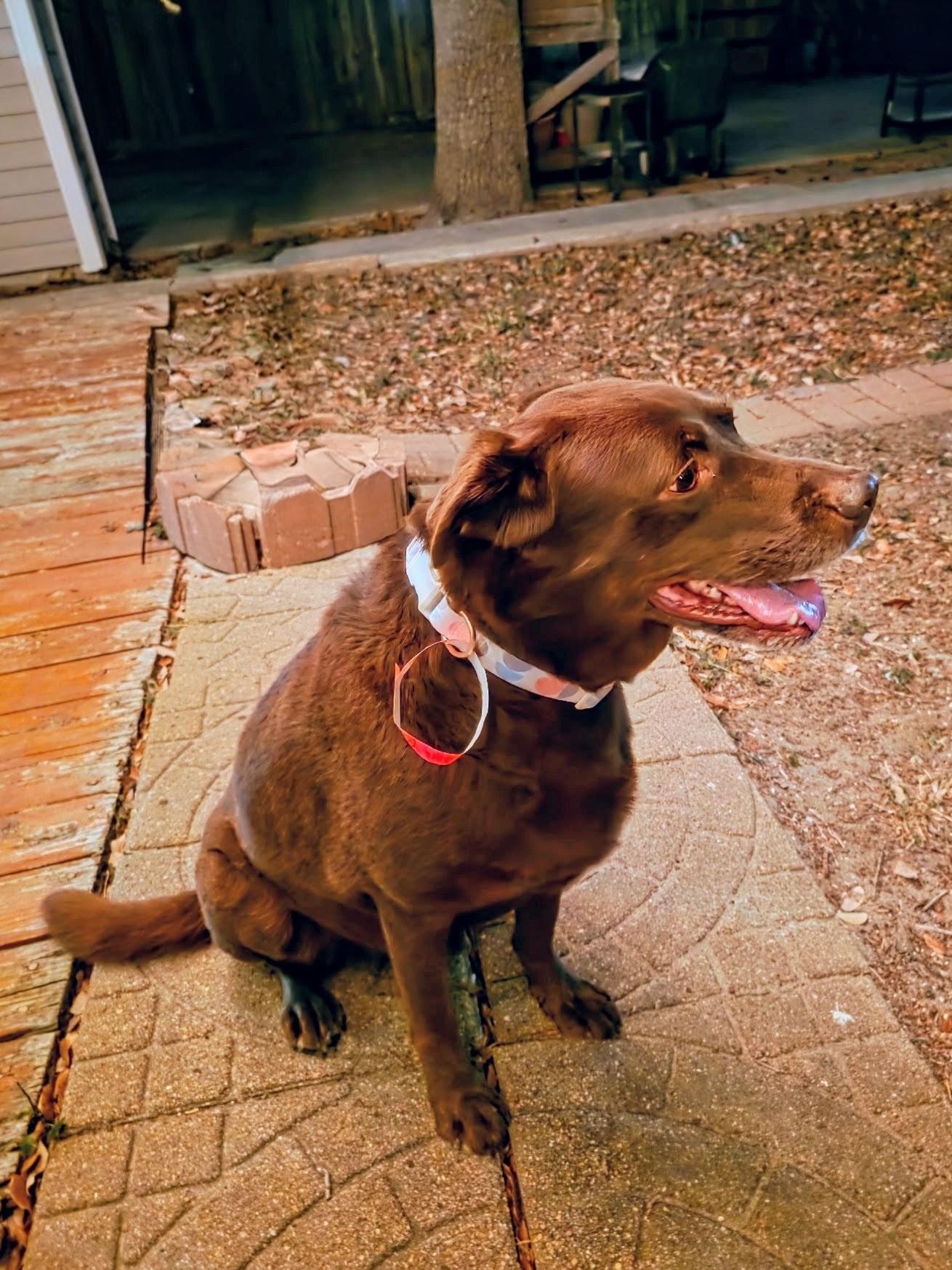 Enlarge Sedona - In CT, an adopted Chocolate Labrador Retriever in Willington, CT image 5/6
