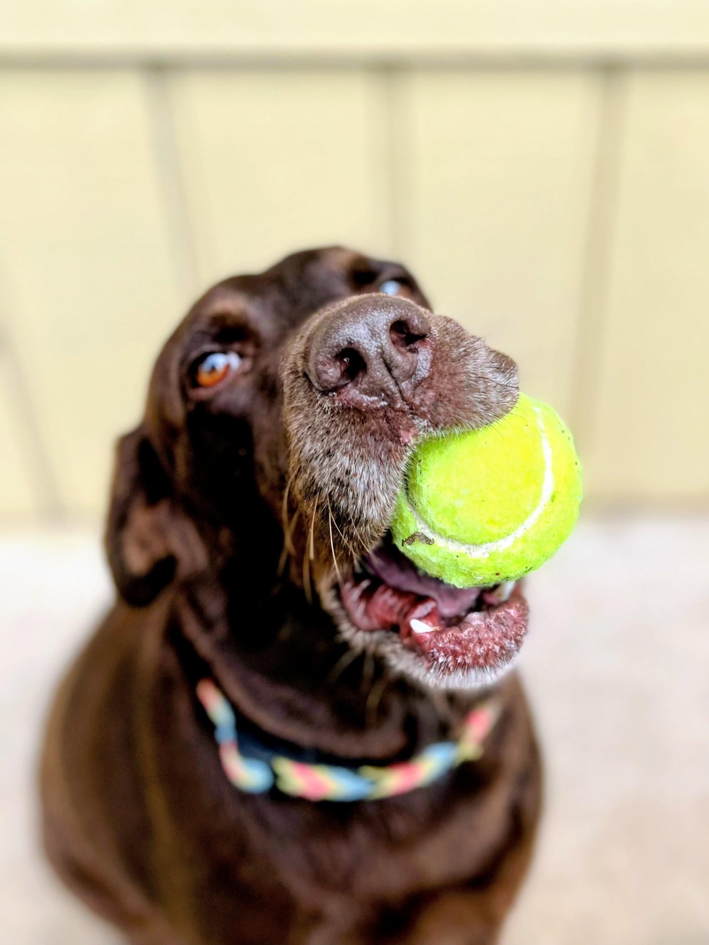 Enlarge Sedona, a ADOPTABLE Chocolate Labrador Retriever in Willington, CT image 4/6