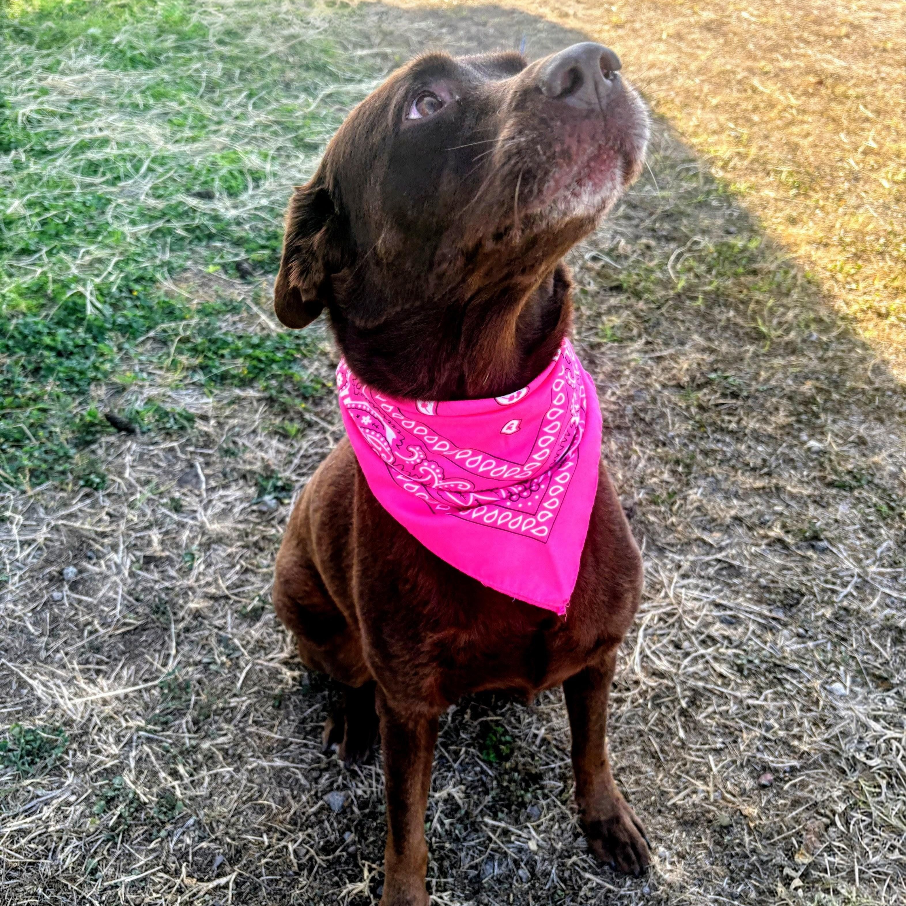 Enlarge Sedona, a ADOPTABLE Chocolate Labrador Retriever in Willington, CT image 3/6