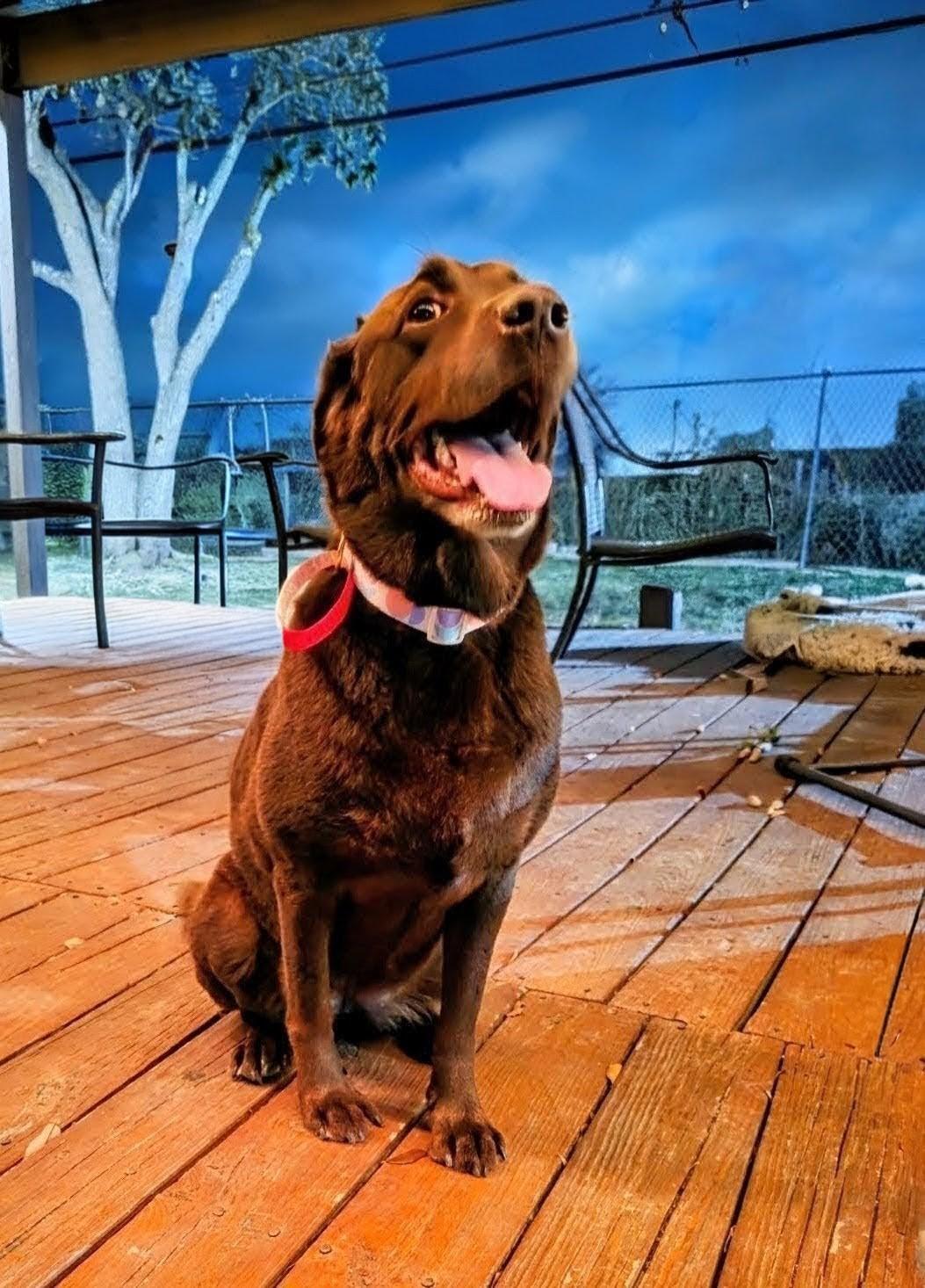 Enlarge Sedona - In CT, an adopted Chocolate Labrador Retriever in Willington, CT image 3/6