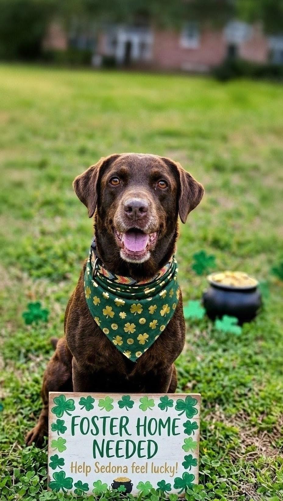 Enlarge Sedona, a ADOPTABLE Chocolate Labrador Retriever in Willington, CT image 2/6