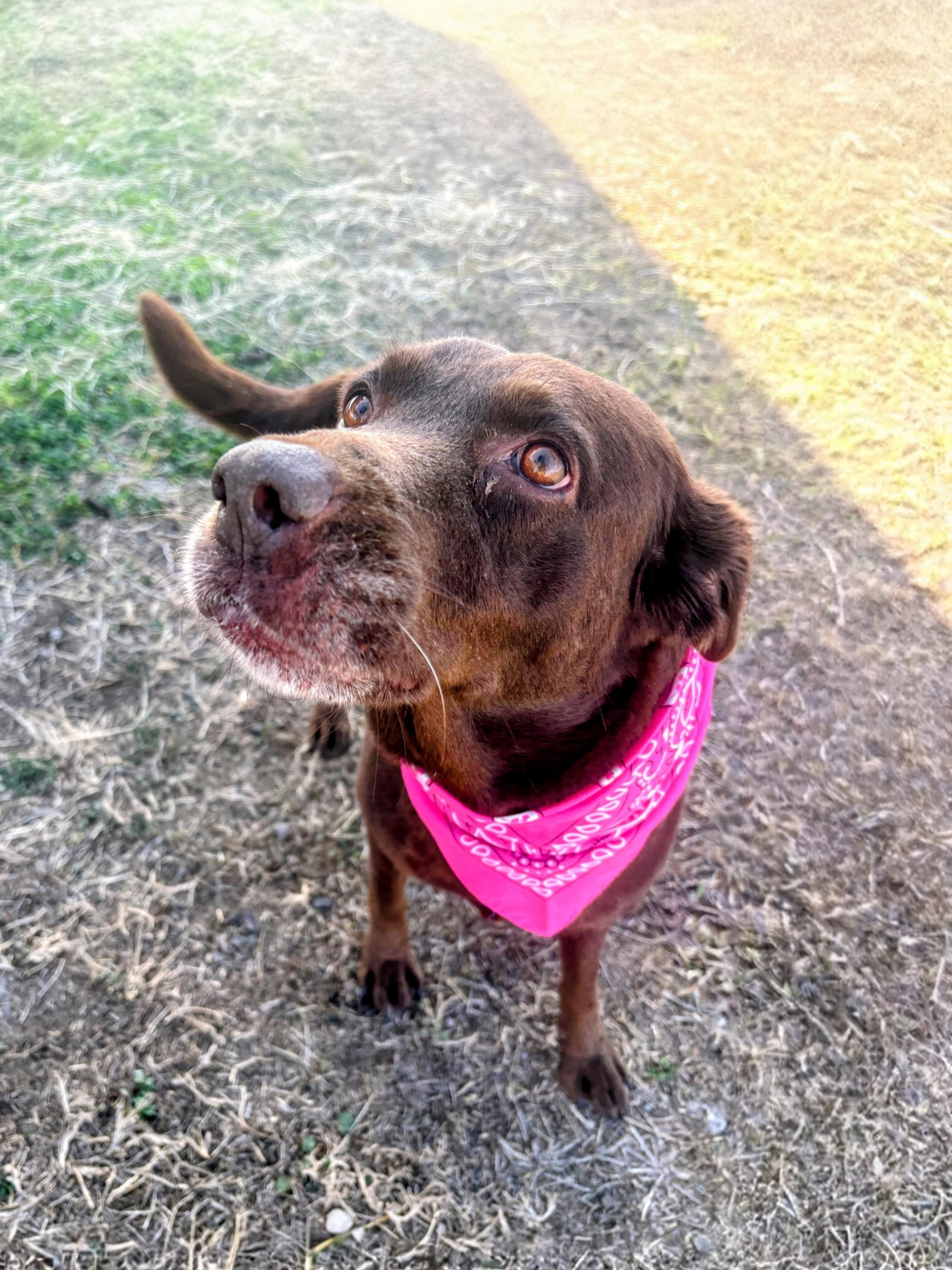 Enlarge Sedona, a ADOPTABLE Chocolate Labrador Retriever in Willington, CT image 6/6