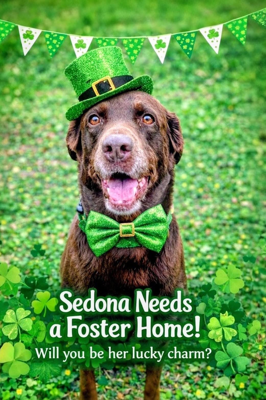 Enlarge Sedona, a ADOPTABLE Chocolate Labrador Retriever in Willington, CT image 1/6