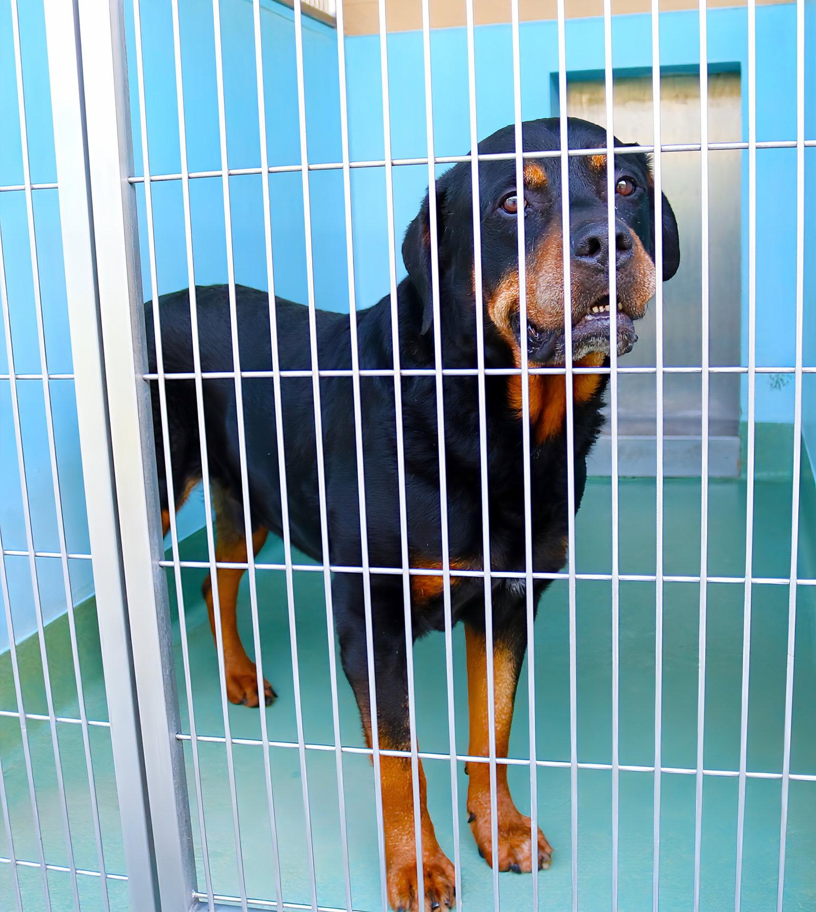 DIESEL, Adoptable, Senior Male Rottweiler.