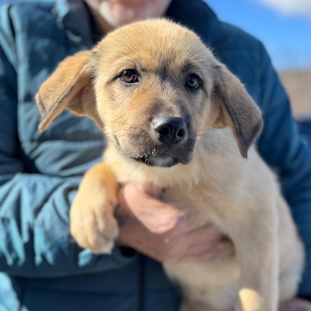 Shortcake, Adoptable, Puppy Female Mixed Breed.