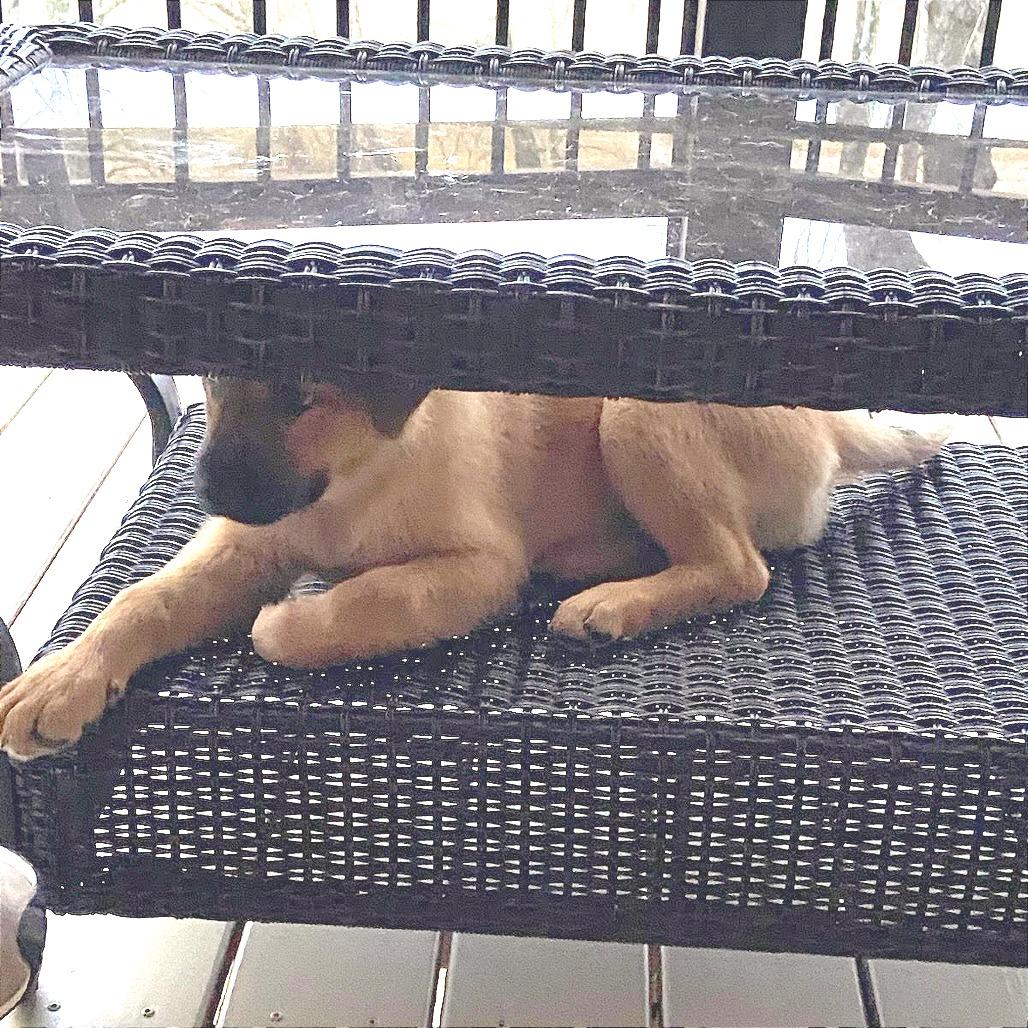 Enlarge Shortcake, a Adoptable Mixed Breed in Hendersonville, NC image 1/4