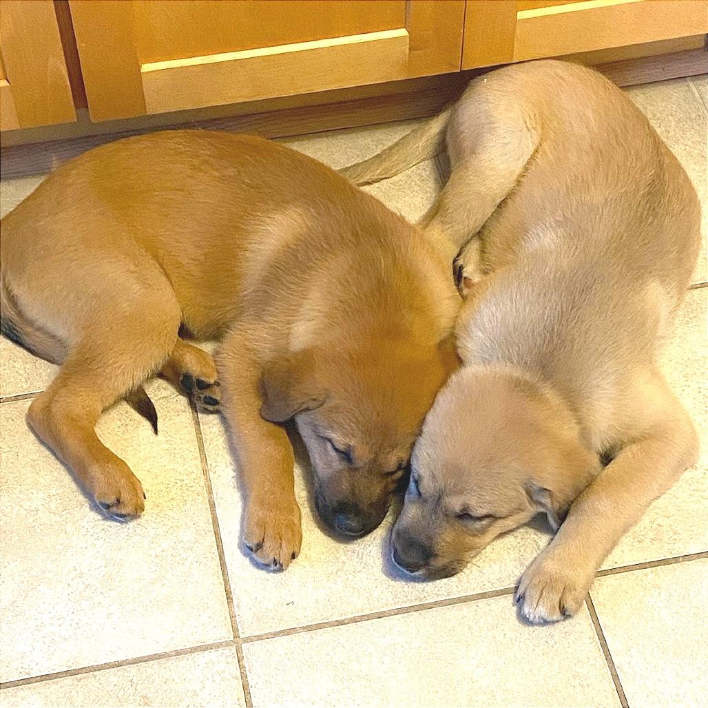 Enlarge Shortcake, a Adoptable Mixed Breed in Hendersonville, NC image 2/4