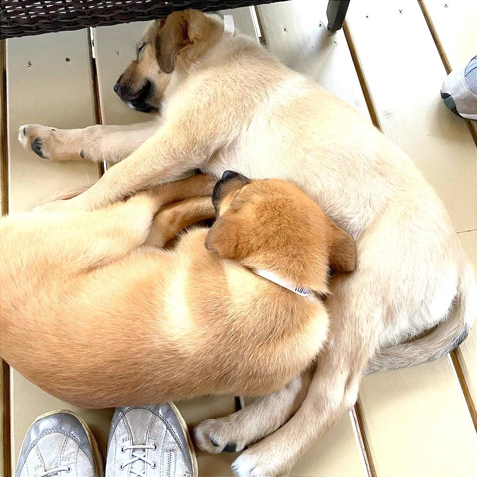 Enlarge Shortcake, a Adoptable Mixed Breed in Hendersonville, NC image 3/4