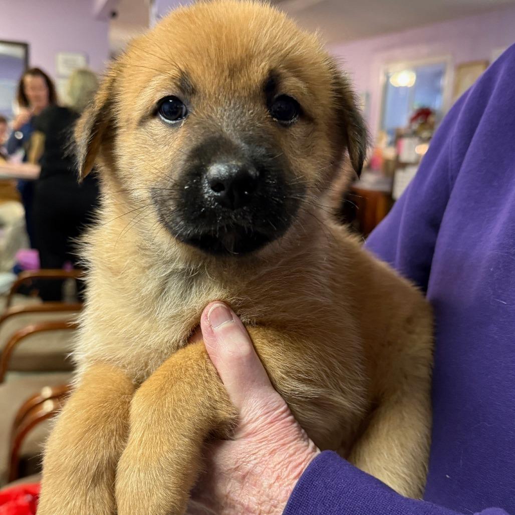 Enlarge Shortcake, a Adoptable Mixed Breed in Hendersonville, NC image 4/4