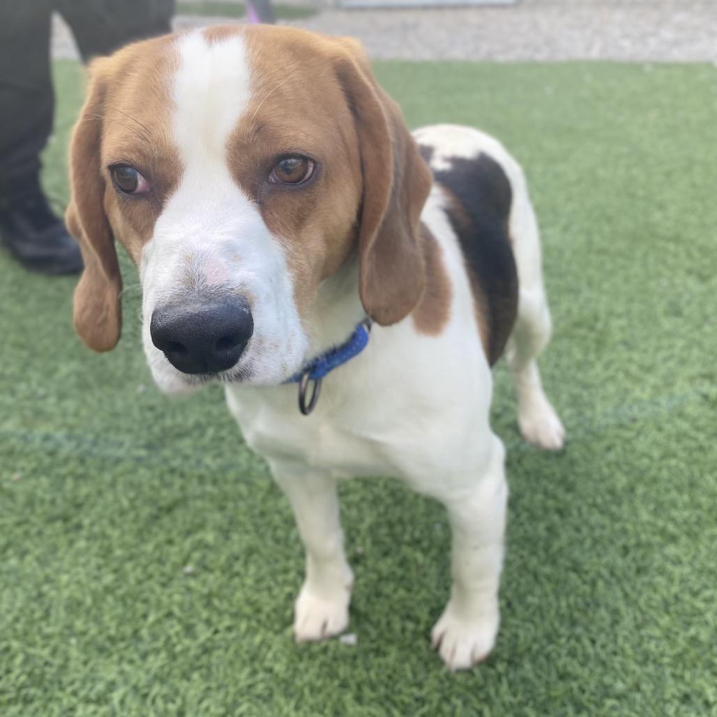 Charlie, Adoptable, Adult Male Beagle.