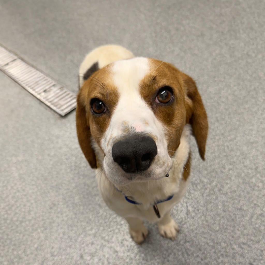 Charlie, Adoptable, Adult Male Beagle.