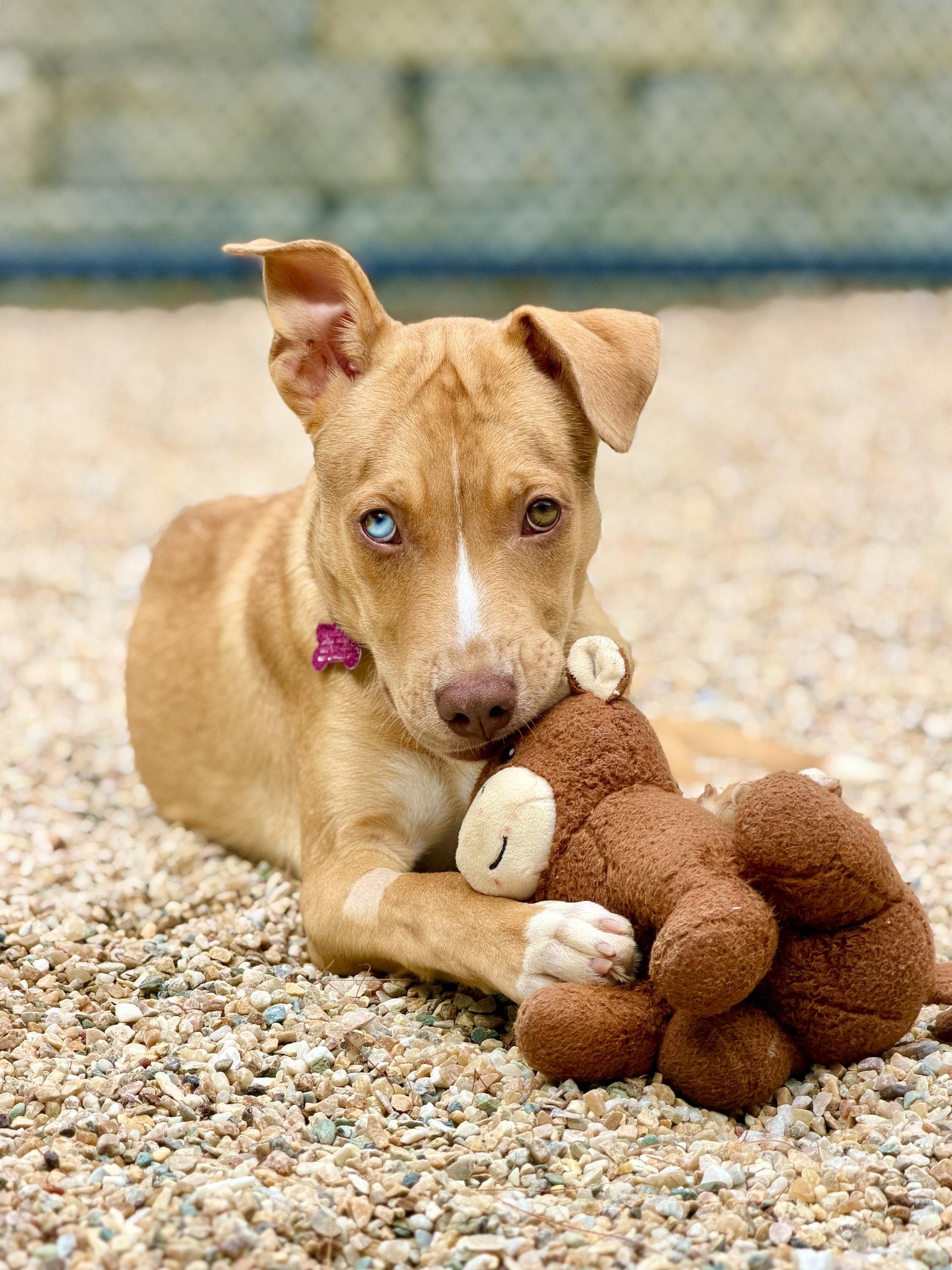 Trey, a Adoptable Catahoula Leopard Dog in West Cornwall, CT image 1/3