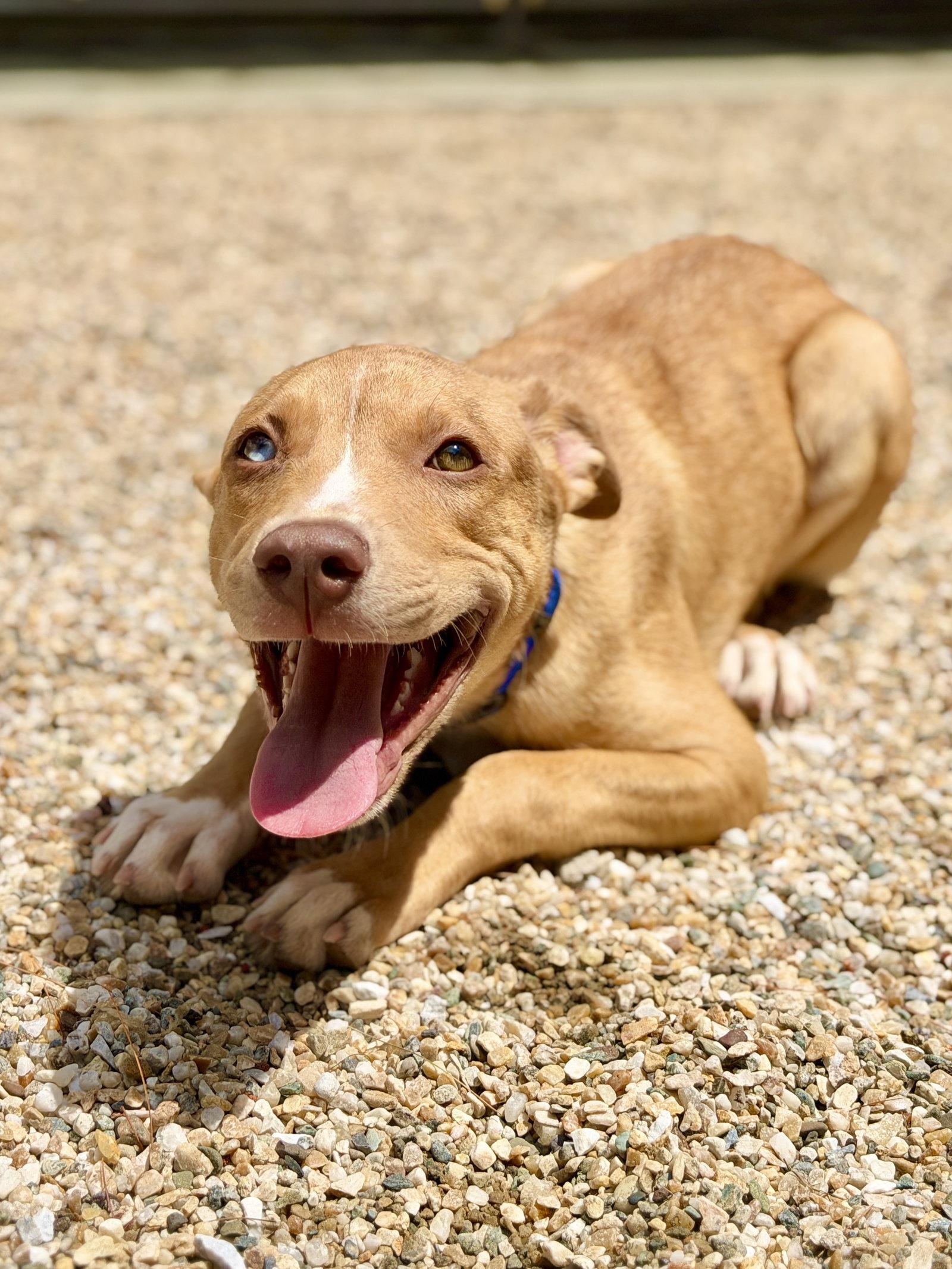 Trey, a Adoptable Catahoula Leopard Dog in West Cornwall, CT image 2/3